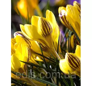 Крокус Ботанічний Gipsy Girl 5 цибулин Крокус Ботанічний Gipsy Girl 5 цибулин