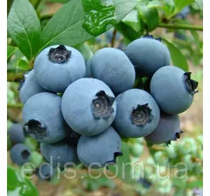 Чорниця Солодкий Захват Чорниця Солодкий Захват