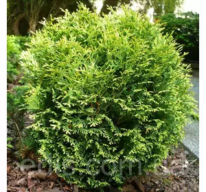 Туя западная Waterfield (Вотерфилд) в контейнере Туя западная Waterfield (Вотерфилд) в контейнере