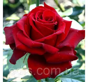 Троянда Бургунд (Burgund) чайно-гібридна Троянда Бургунд (Burgund) чайно-гібридна