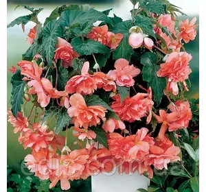 Бегонія бульбова Ампельна Лососева, 1 бульба Бегонія бульбова Ампельна Лососева, 1 бульба