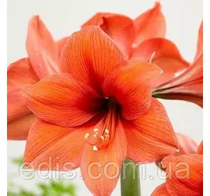 Гіппеаструм простий Desire 1 цибулина 24/26 Гіппеаструм простий Desire 1 цибулина 24/26