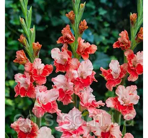 Гладіолус Arcas 3 шт./уп., великоквітковий Гладіолус Arcas 3 шт./уп., великоквітковий