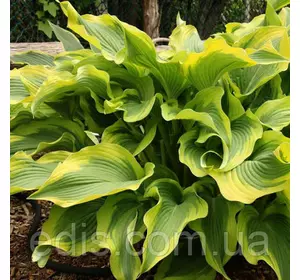 Хоста Atlantis (Атлантис) 1-2 розетки, контейнер 0,5-1 л. Хоста Atlantis (Атлантис) 1-2 розетки, контейнер 0,5-1 л.
