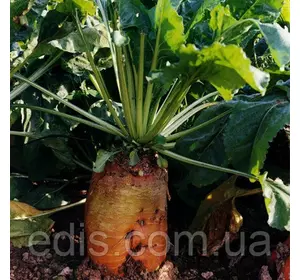 Буряк кормовий Бригадир 300 г, насіння Яскрава Буряк кормовий Бригадир 300 г, насіння Яскрава