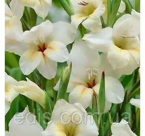 Гладіолус nanus Halley мініатюрний, 3 цибулини/уп. Гладіолус nanus Halley мініатюрний, 3 цибулини/уп.