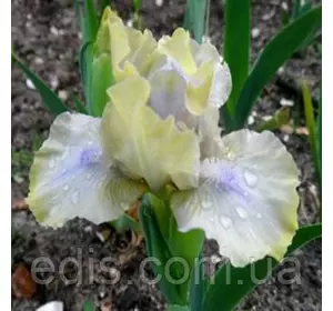 Ірис карликовий Plenitude Ірис карликовий Plenitude
