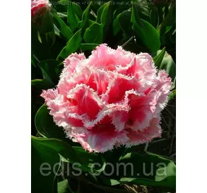 Тюльпан махровий Queensland (Квінсленд ) оторочений 3 цибулинки Тюльпан махровий Queensland (Квінсленд ) оторочений 3 цибулинки