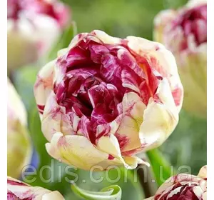 Тюльпан Jonquieres (Джонхіє) махровий пізній 2 цибулини Тюльпан Jonquieres (Джонхіє) махровий пізній 2 цибулини