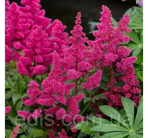 Астильба Rubin (Рубін) в контейнері Астильба Rubin (Рубін) в контейнері