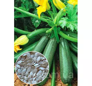 Кабачок Аеронавт 100 г, вагове насіння Яскрава Кабачок Аеронавт 100 г, вагове насіння Яскрава