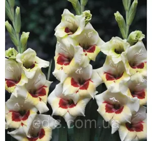 Гладіолус бамбіно Messina (2 квітконоса) 3 шт./уп. Гладіолус бамбіно Messina (2 квітконоса) 3 шт./уп.