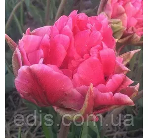 Тюльпан махровий пізній Justina 3 цибулинки Тюльпан махровий пізній Justina 3 цибулинки