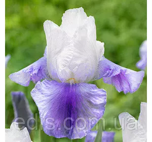 Ірис високий бородатий Latest Style Ірис високий бородатий Latest Style