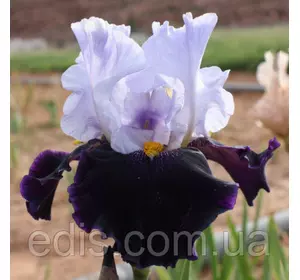 Ірис високий бородатий Habit (Хебит) Ірис високий бородатий Habit (Хебит)