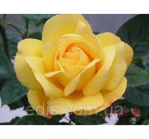 Троянда Артур Белл (Arthur Bell) флорібунда Троянда Артур Белл (Arthur Bell) флорібунда