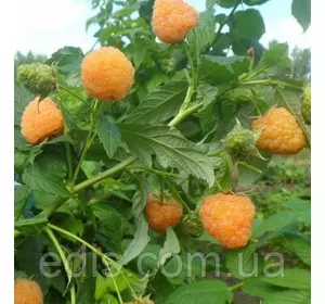 Малина Ярославівна Малина Ярославівна