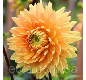 Жоржина високоросла Noordwijks Glorie Жоржина високоросла Noordwijks Glorie