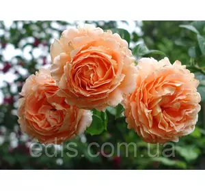 Троянда в'юнка Полька (Polka) Троянда в'юнка Полька (Polka)