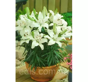 Лілія низькоросла New Wave (Нью Вейв) 1 цибулина 12/14 Лілія низькоросла New Wave (Нью Вейв) 1 цибулина 12/14