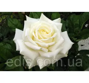 Троянда Айсберг (Iceberg) флорібунда Троянда Айсберг (Iceberg) флорібунда