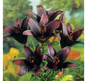 Лілія азіатська Dimention (Дименшн) 1 цибулина 12/14 Лілія азіатська Dimention (Дименшн) 1 цибулина 12/14