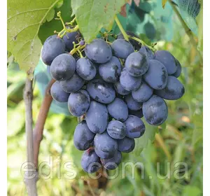 Виноград Чорна Пантера Виноград Чорна Пантера
