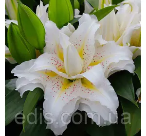 Лілія орієнтальна махрова Roselily Sita (Роузлили Зіта) 1 цибулина 14/16 Лілія орієнтальна махрова Roselily Sita (Роузлили Зіта) 1 цибулина 14/16