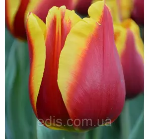 Тюльпан Тріумф Kees Nellis (Кіс Неліс) 3 цибулини Тюльпан Тріумф Kees Nellis (Кіс Неліс) 3 цибулини