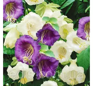 Кобея Суміш 0,2 г, насіння Яскрава Кобея Суміш 0,2 г, насіння Яскрава