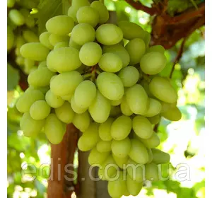 Виноград Родзинка рання Виноград Родзинка рання