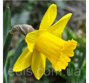 Нарцис трубчастий February Gold (Фебруарі Голд) 10/12 1 шт./уп. Нарцис трубчастий February Gold (Фебруарі Голд) 10/12 1 шт./уп.