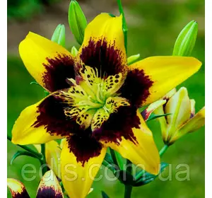 Лілія азіатська Easy Dance (Ізі Денс) 1 цибулина 12/14 Лілія азіатська Easy Dance (Ізі Денс) 1 цибулина 12/14