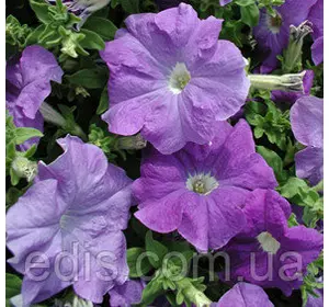 Петунія гігантська Надеє F1, 10 насінин-драже, серія PREMIUM ТМ Яскрава Петунія гігантська Надеє F1, 10 насінин-драже, серія PREMIUM ТМ Яскрава