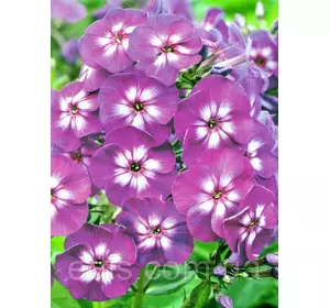 Флокс волотистий Laura (Лаура) кореневище Флокс волотистий Laura (Лаура) кореневище