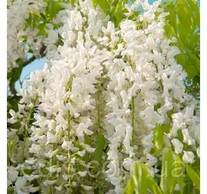 Гліцинія Shiro-noda 4-х річна в контейнері 2 л. Гліцинія Shiro-noda 4-х річна в контейнері 2 л.