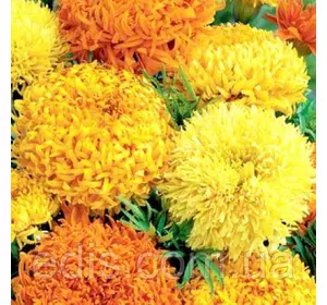 Чорнобривці Високі гігантські Фантастік суміш 0,3 г, насіння Яскрава Чорнобривці Високі гігантські Фантастік суміш 0,3 г, насіння Яскрава