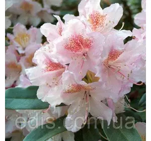 Рододендрон Cunninghams Blush у контейнері 2 л Рододендрон Cunninghams Blush у контейнері 2 л