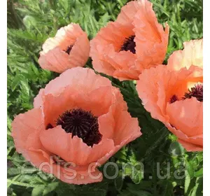 Мак східний Queen Alexandra (Королева Олександра) Мак східний Queen Alexandra (Королева Олександра)