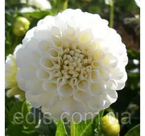 Жоржина Помпонная White Aster Жоржина Помпонная White Aster