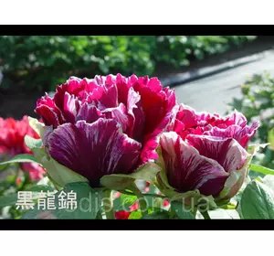 Півонія деревовидна фіолетова Kokuryu-Nishiki (Кокуру-нішикі) у контейнері Півонія деревовидна фіолетова Kokuryu-Nishiki (Кокуру-нішикі) у контейнері