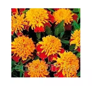 Чорнобривці низькорослі Голдкопфен 0,5 г, насіння Яскрава Чорнобривці низькорослі Голдкопфен 0,5 г, насіння Яскрава