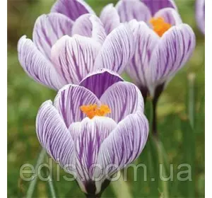 Крокус Великоквітковий King of the Striped 5 цибулин Крокус Великоквітковий King of the Striped 5 цибулин