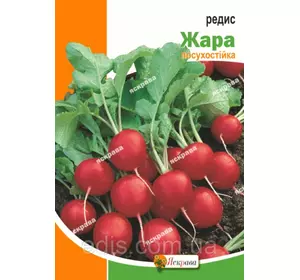 Редис Спека 10 г, насіння Яскрава Редис Спека 10 г, насіння Яскрава