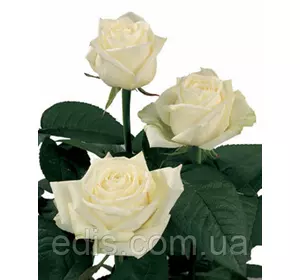 Троянда Маруся (Marusia) чайно-гібридна Троянда Маруся (Marusia) чайно-гібридна