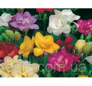Фрезія проста суміш 25 цибулин Фрезія проста суміш 25 цибулин