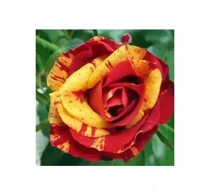 Троянда спрей Флеш Фаєр ( Flash Pink ) Троянда спрей Флеш Фаєр ( Flash Pink )