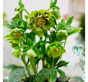 Морозник махровий Ellen Green ( Helleborus Ellen Green ) у контейнері Морозник махровий Ellen Green ( Helleborus Ellen Green ) у контейнері