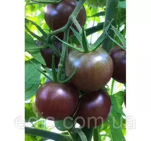 Томат Черрі чорний, 10 г, насіння на вагу Яскрава Томат Черрі чорний, 10 г, насіння на вагу Яскрава