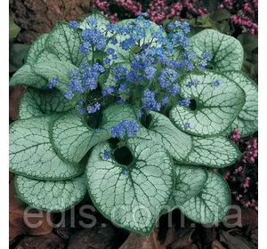 Бруннера крупнолистая (макрофилла) Jack Frost (Джек Фрост) Бруннера крупнолистая (макрофилла) Jack Frost (Джек Фрост)